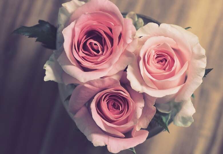 pink roses image