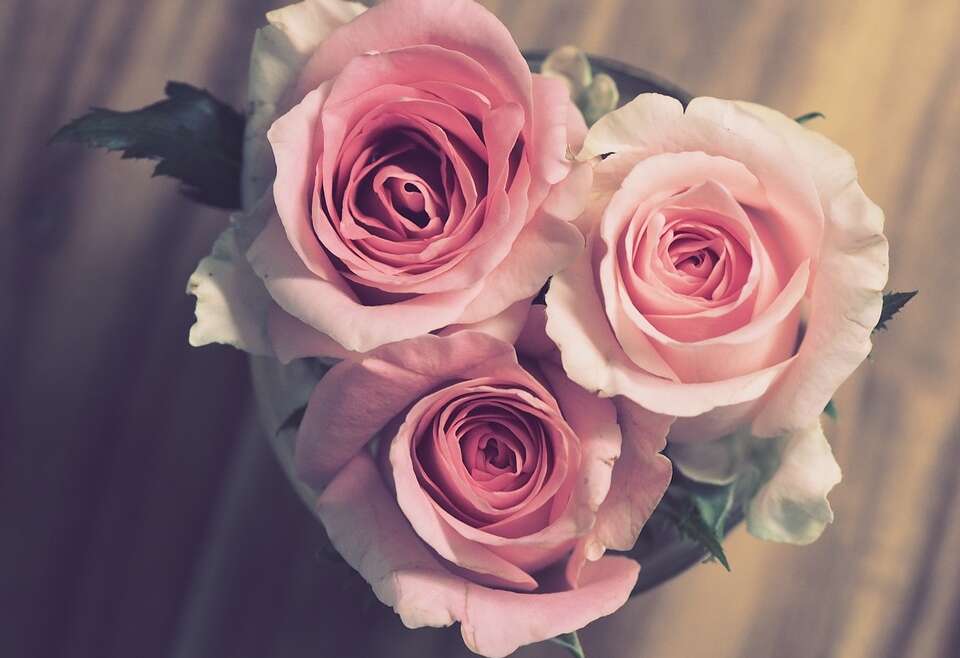 pink roses image