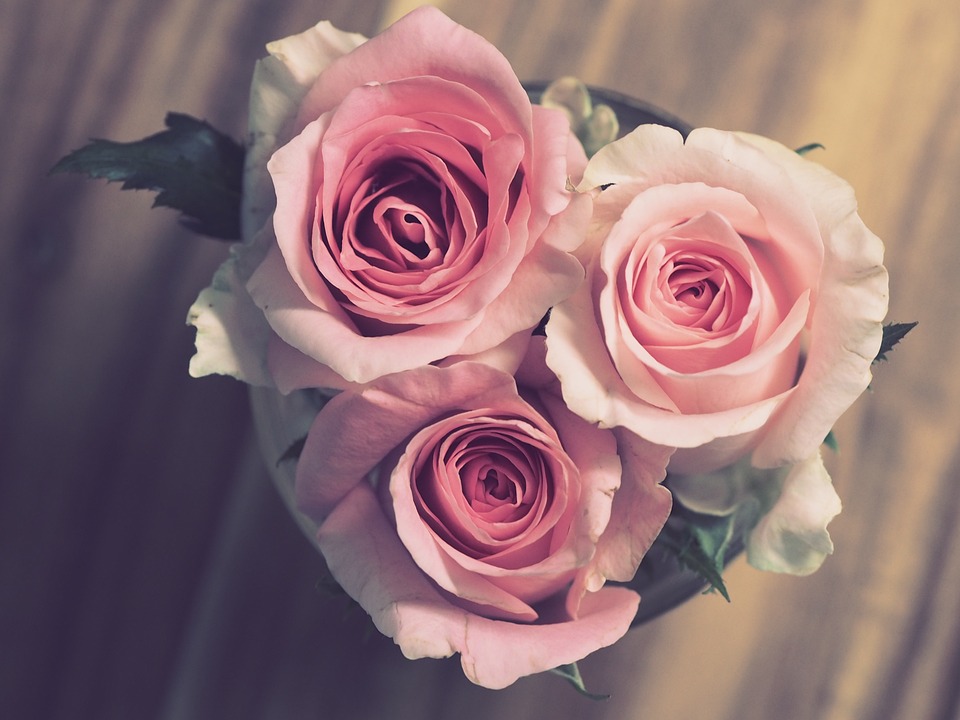 pink roses image