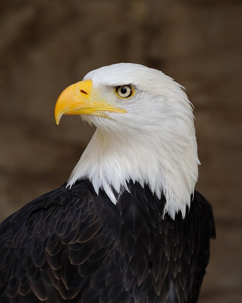 Close-up portrait of a bald eagle