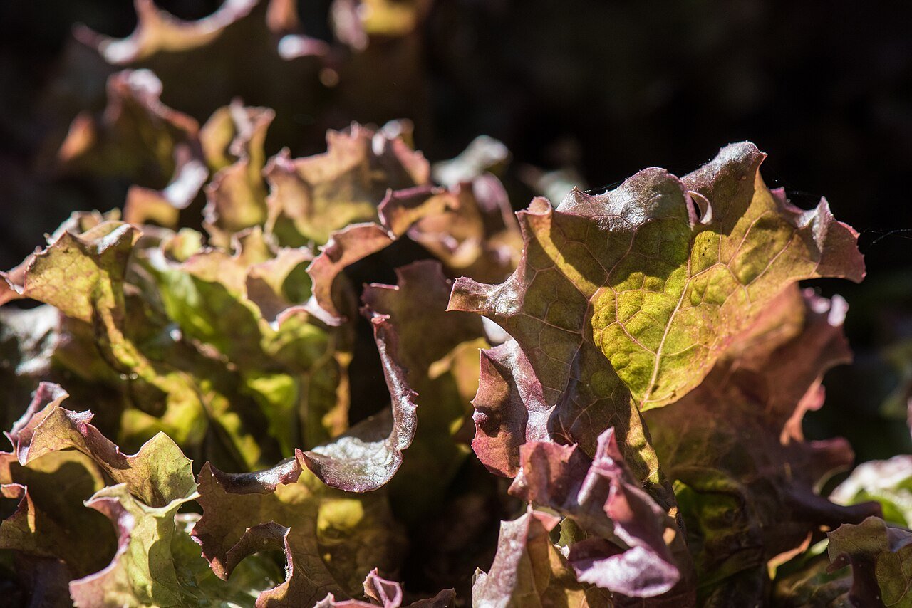 Leafy red lettuce on sale at the USDA Farmers Market in Washington in 2017